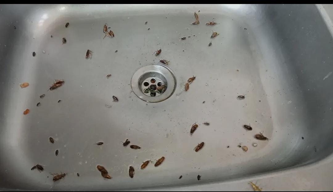 Post Construction Clean-up